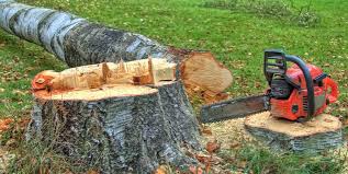 Best Stump Grinding and Removal  in Chalfant, CA