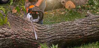Best Tree Cabling and Bracing  in Chalfant, CA