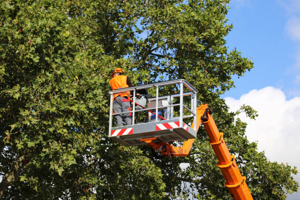 Best Storm Damage Tree Cleanup  in Chalfant, CA