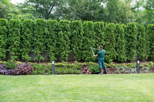 Best Lawn Grading and Leveling  in Chalfant, CA