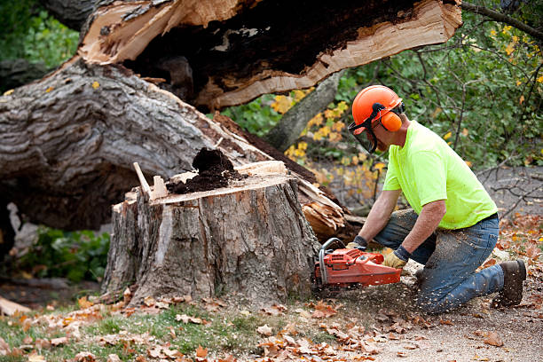 Best Tree Removal  in Chalfant, CA