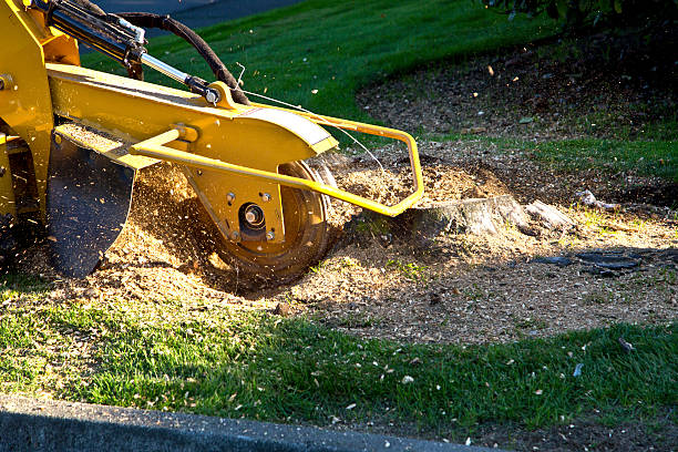 Best Pest Control for Lawns  in Chalfant, CA